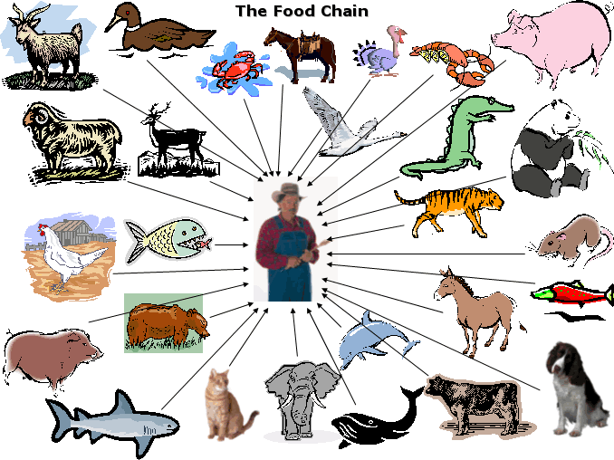 A while ago I knocked up a diagram to explain how the food chain 